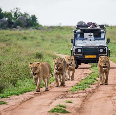 Wildlife Safaris Tour Packages