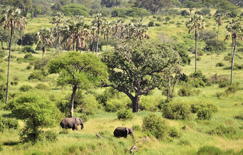Tarangire National Park