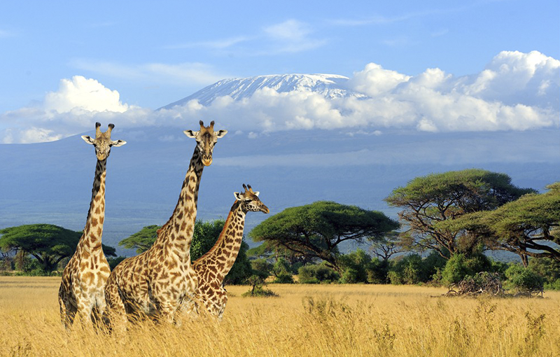 Kilimanjaro National Park