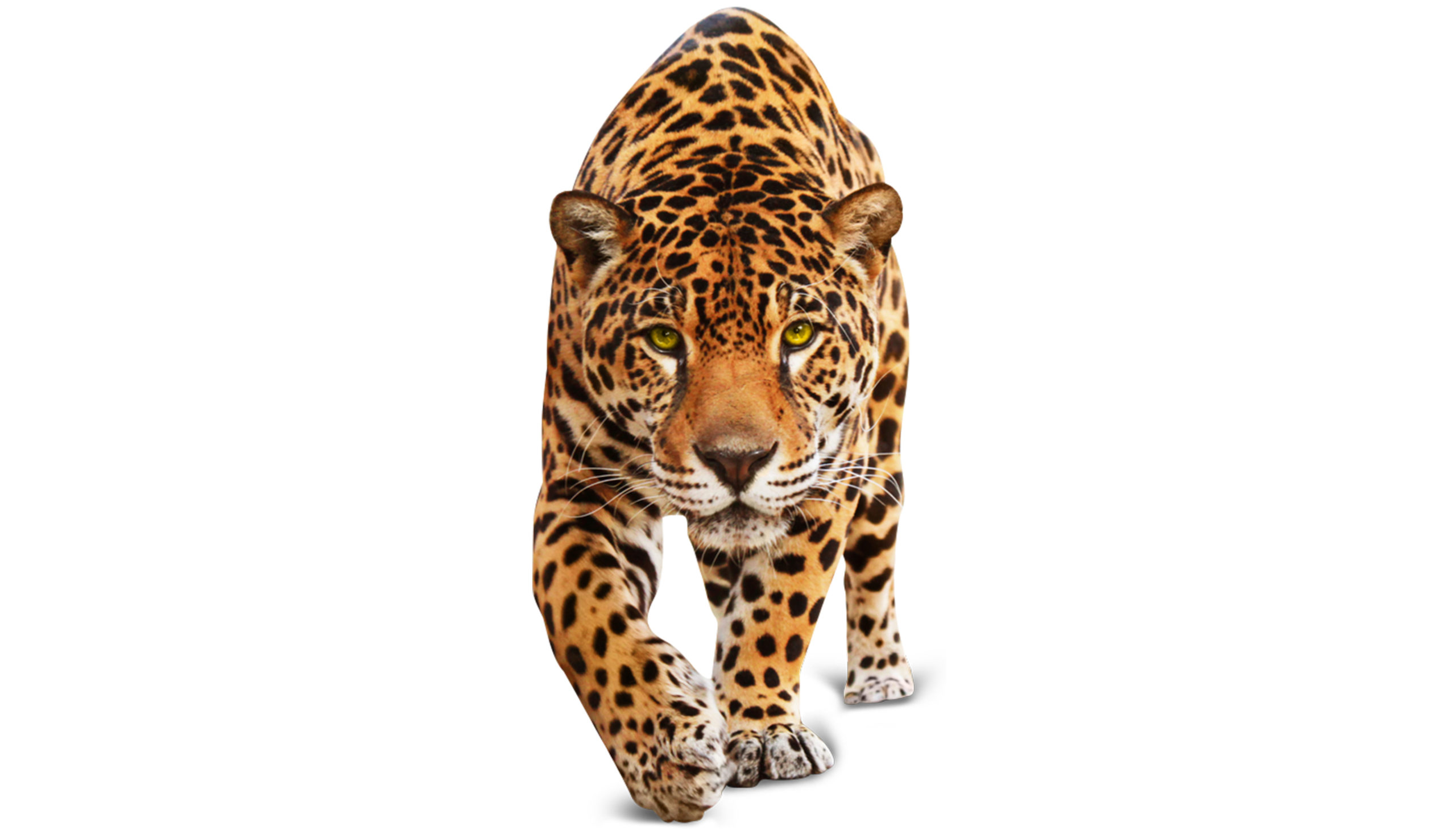 Package Image